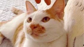 吃瓜视频大全高清,高清盛宴，揭秘娱乐圈幕后故事